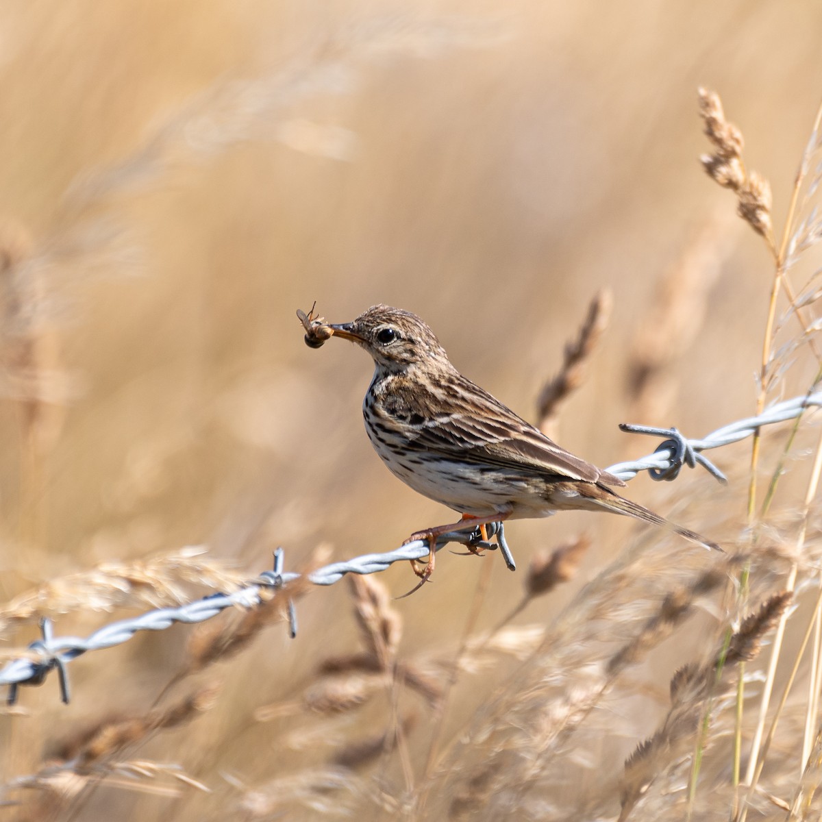 Meadow Pipit - ML621132147