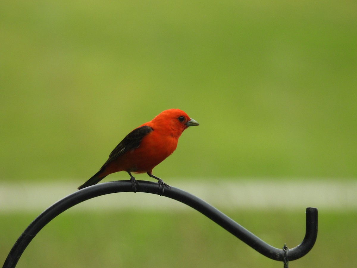 Scarlet Tanager - ML621132149