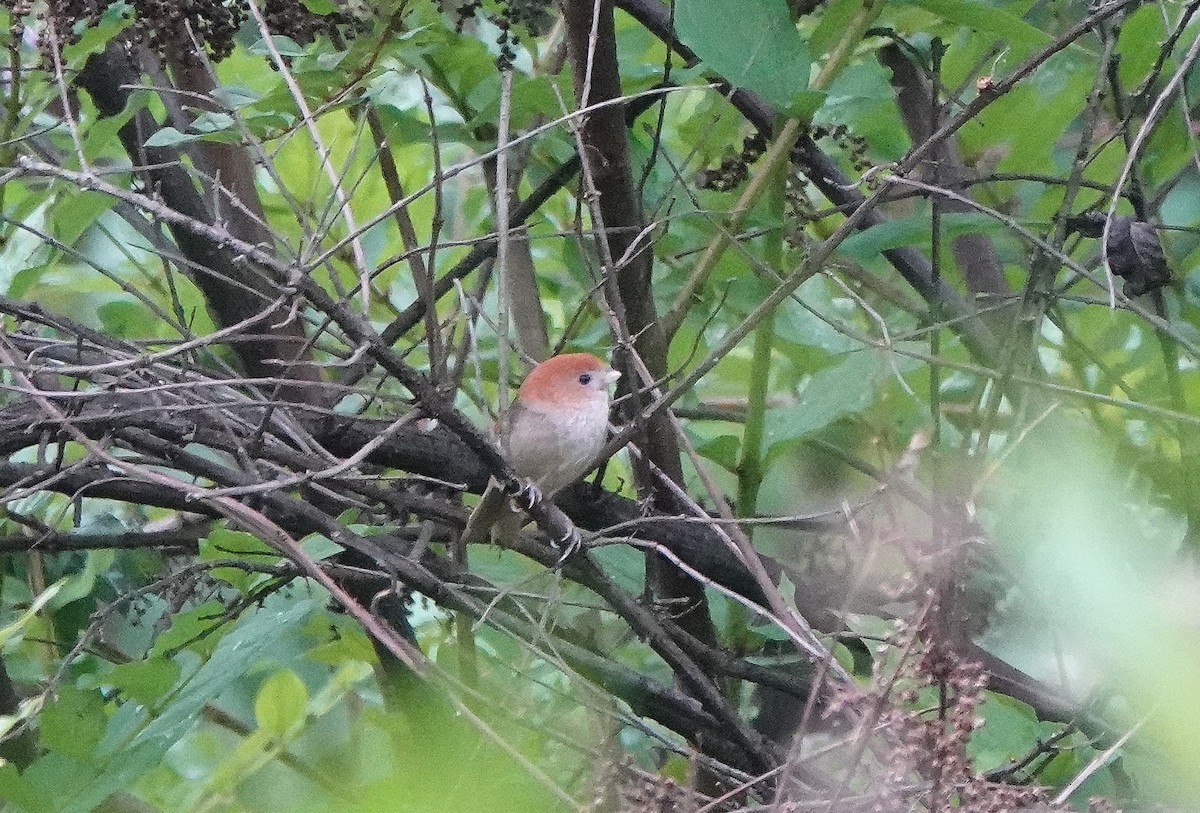 Eye-ringed Parrotbill - ML621132190