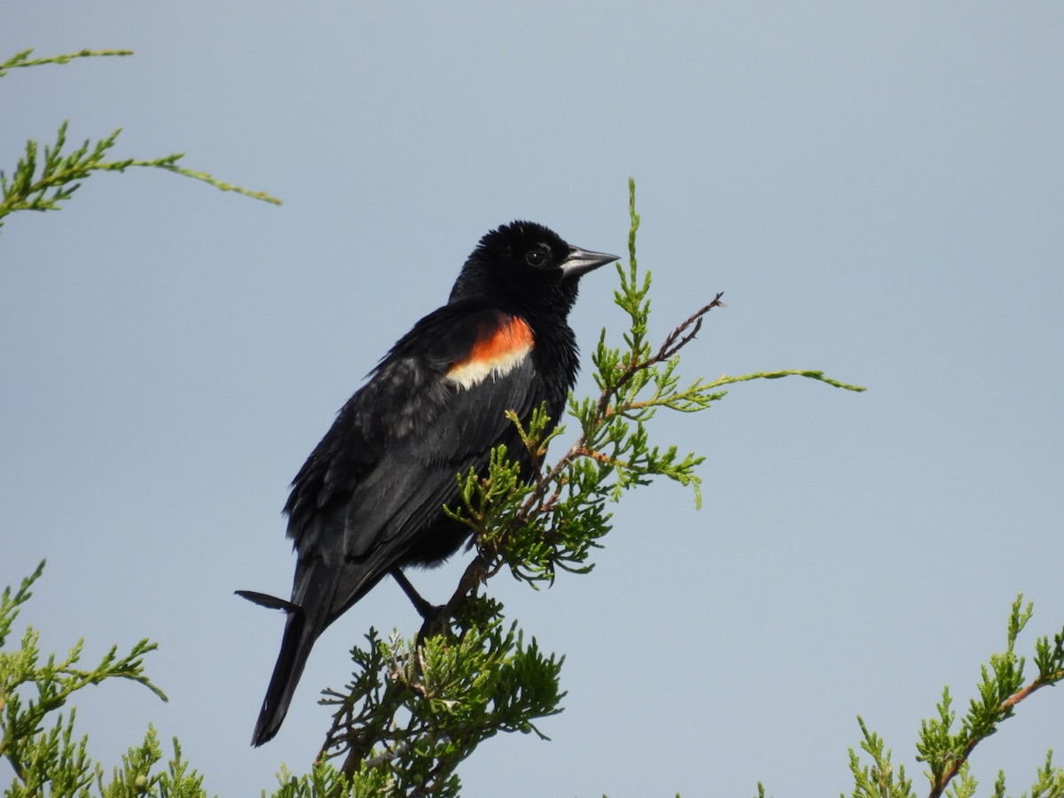 Red-winged Blackbird - ML621132195