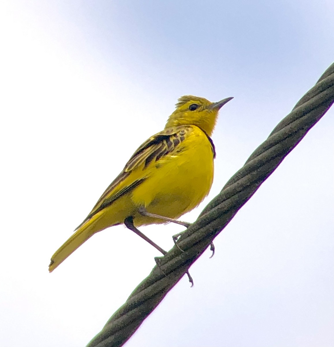 Pipit doré - ML621132199