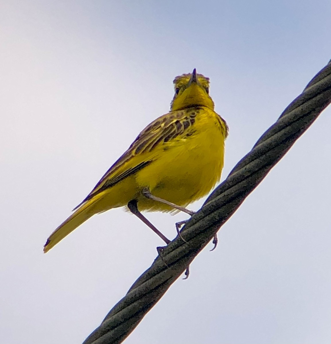 Pipit doré - ML621132200