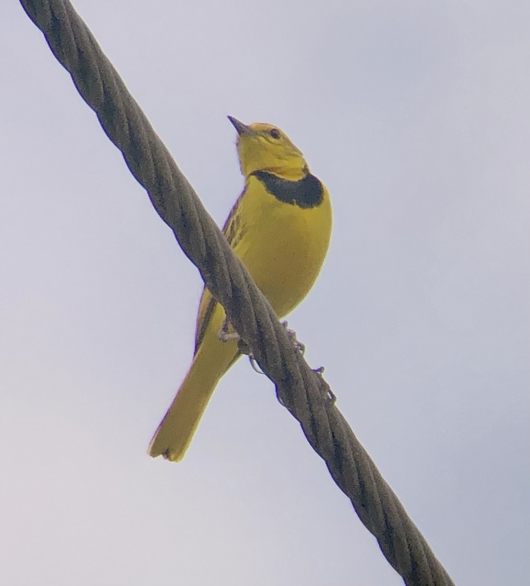 Pipit doré - ML621132201