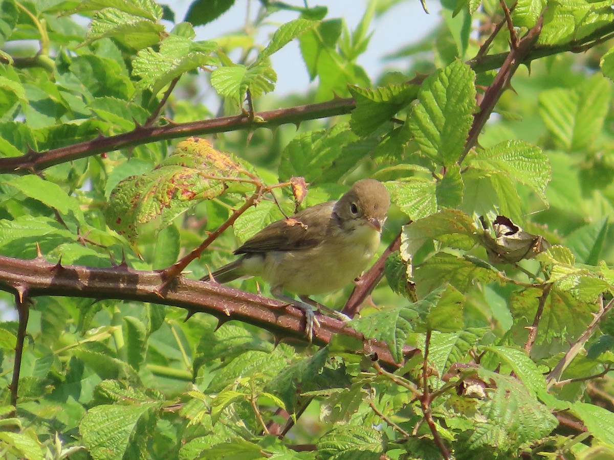 Melodious Warbler - ML621132209