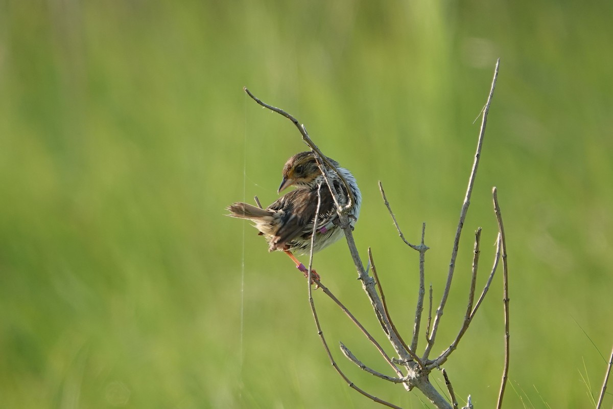 Saltmarsh Sparrow - ML621132215