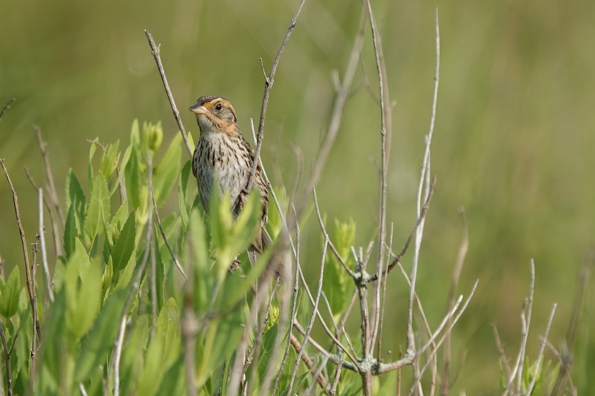 Saltmarsh Sparrow - ML621132216