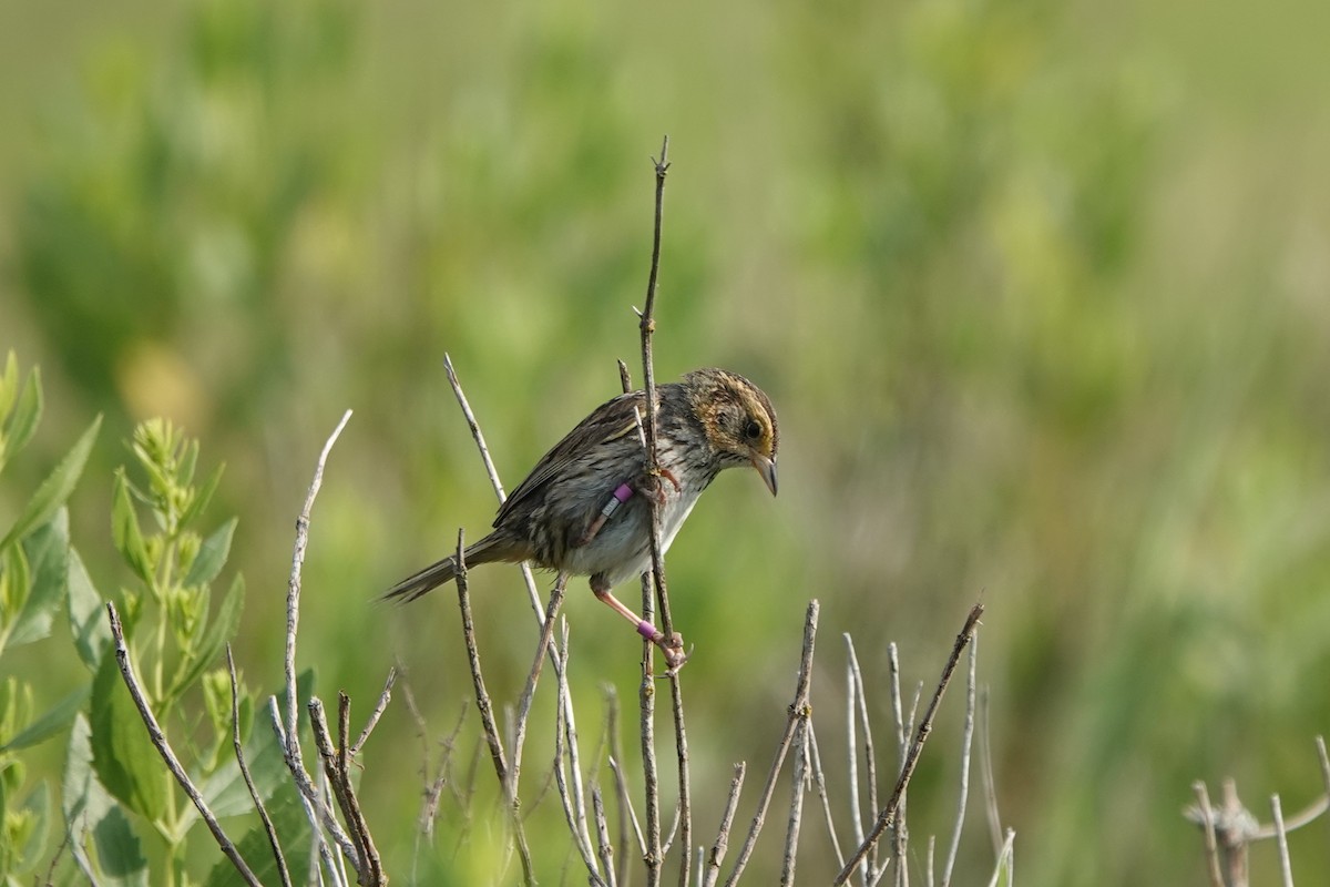 Saltmarsh Sparrow - Deirdre Robinson