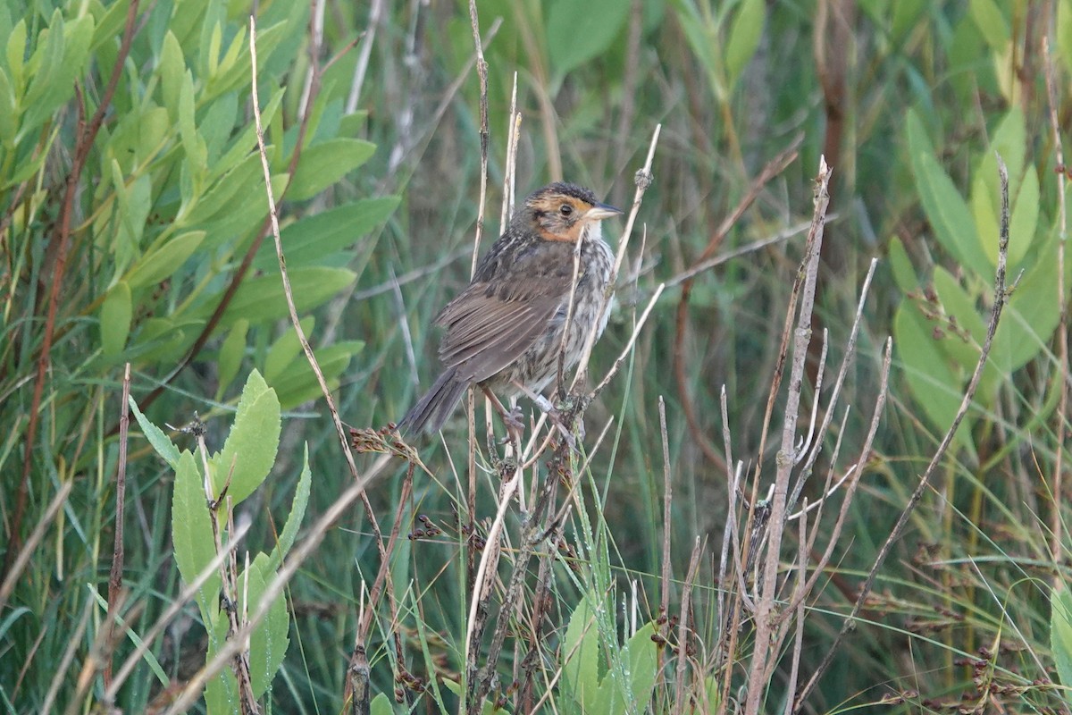 Saltmarsh Sparrow - ML621132223