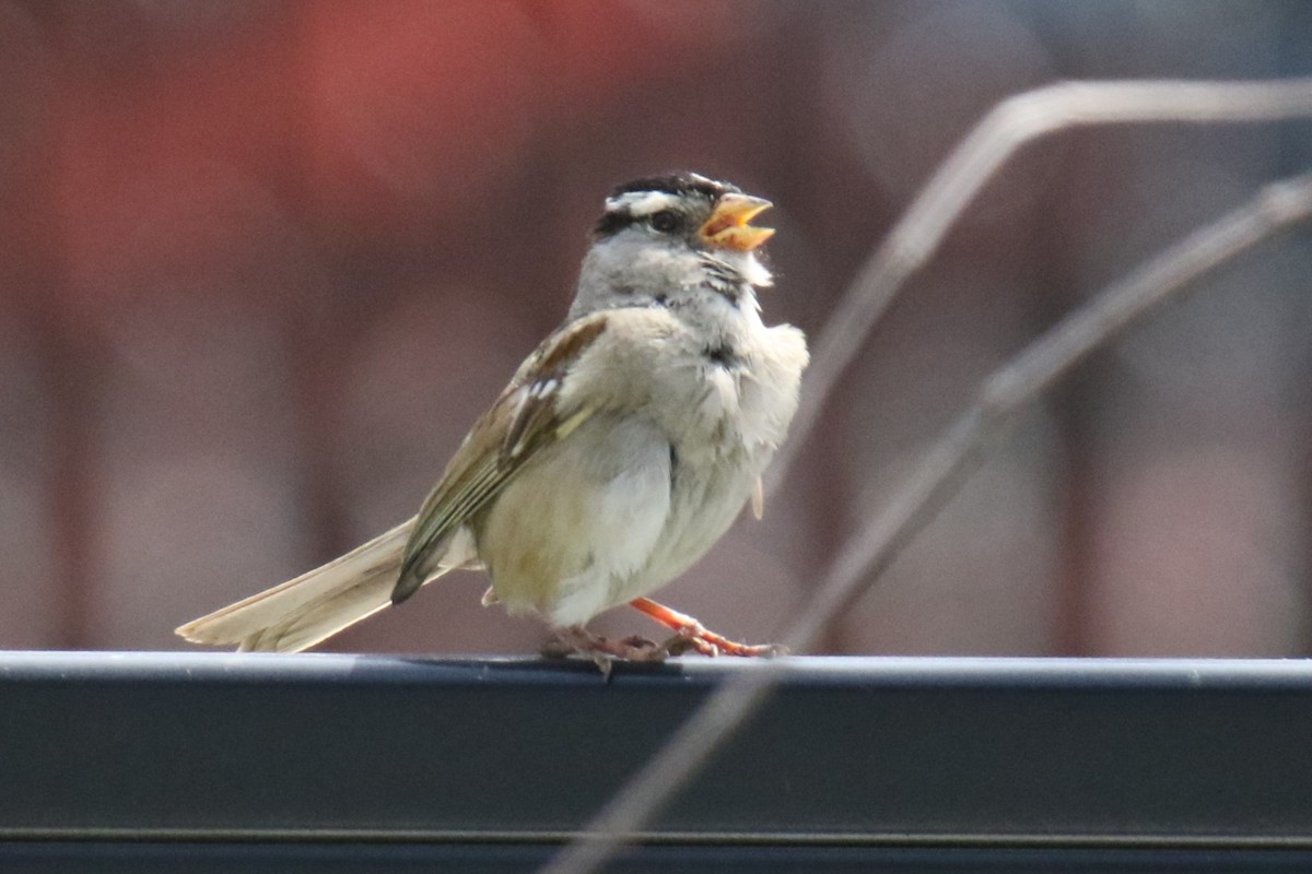 White-crowned Sparrow - ML621132229
