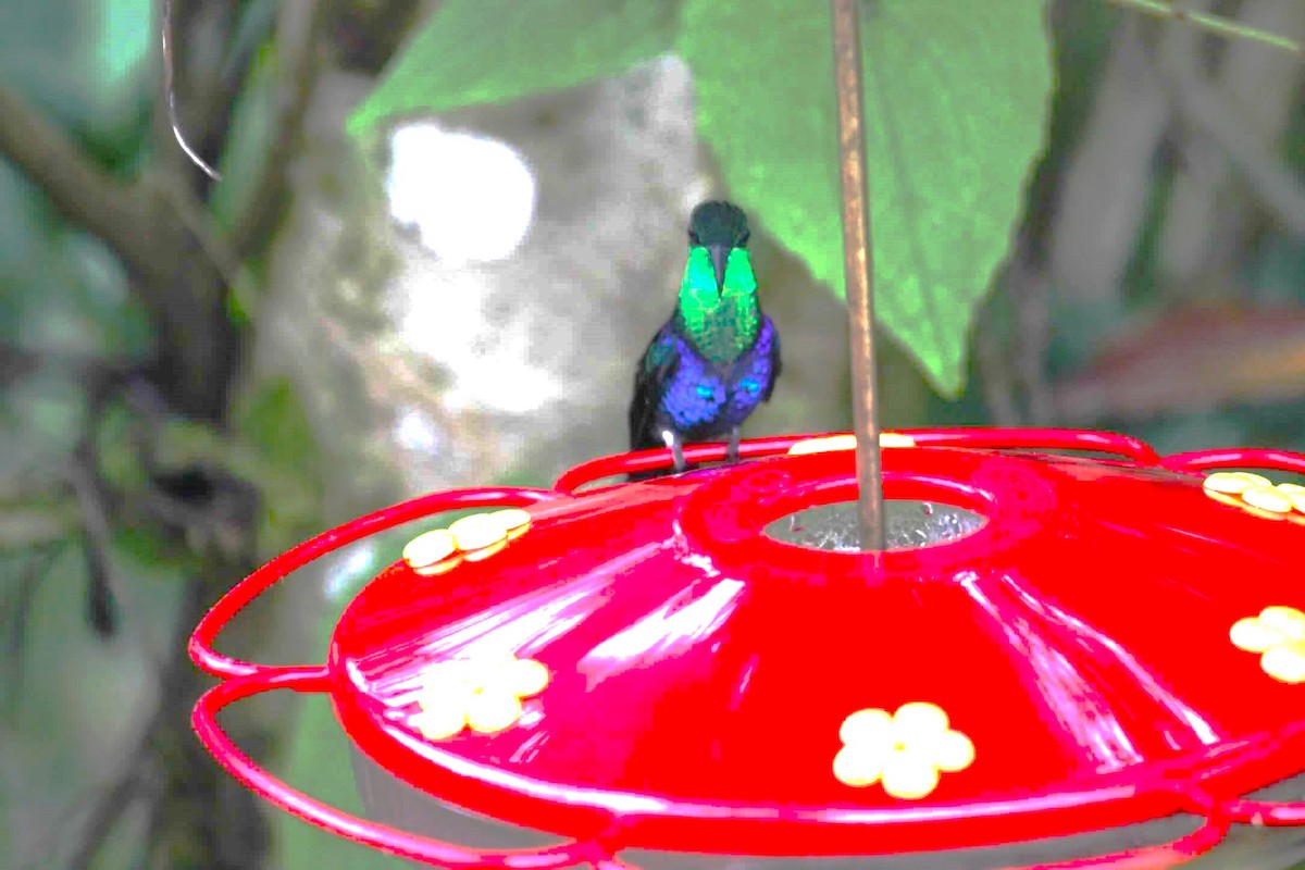 kolibřík nymfový - ML621132236