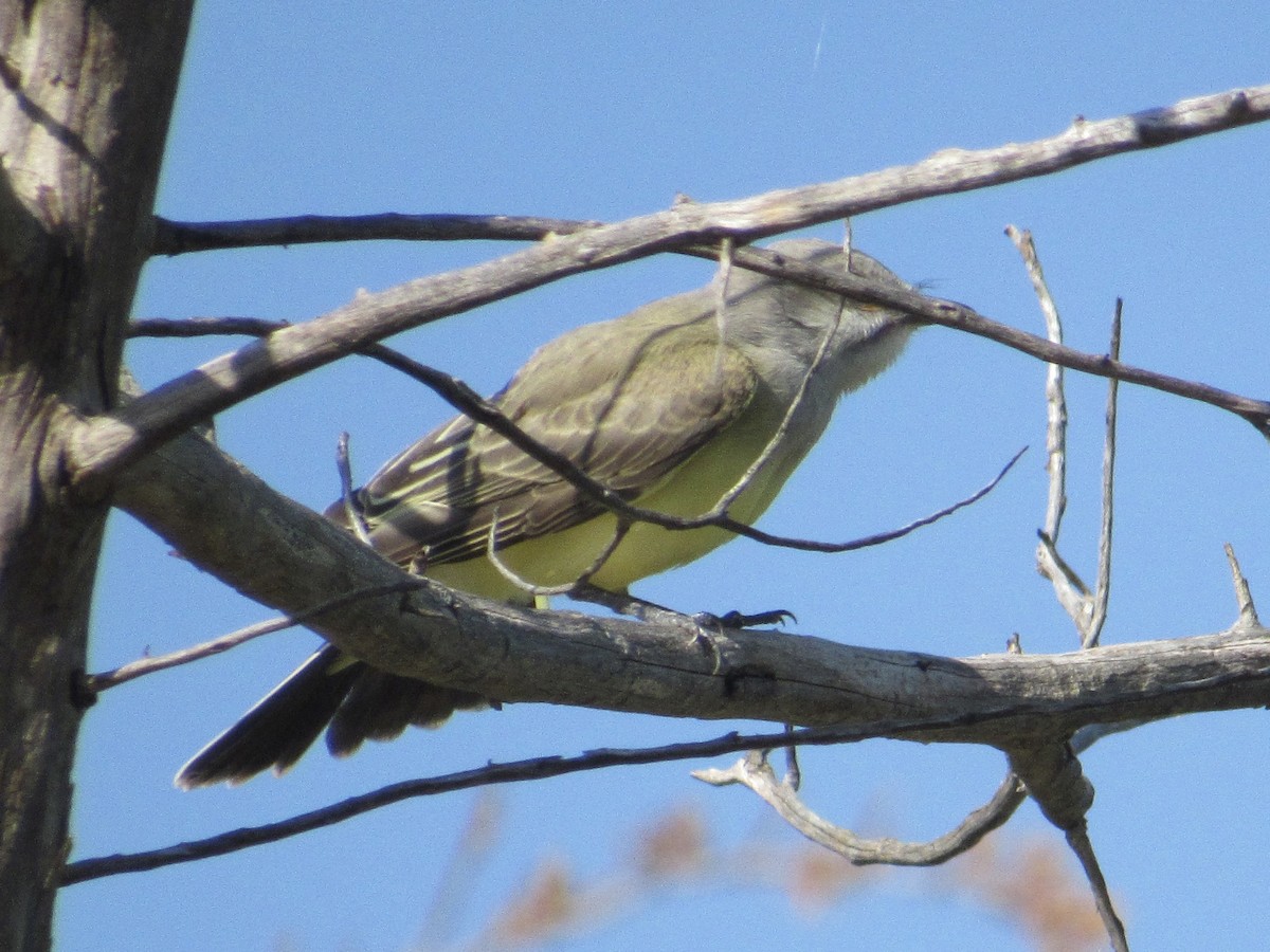 Batı Tiranı - ML621132254