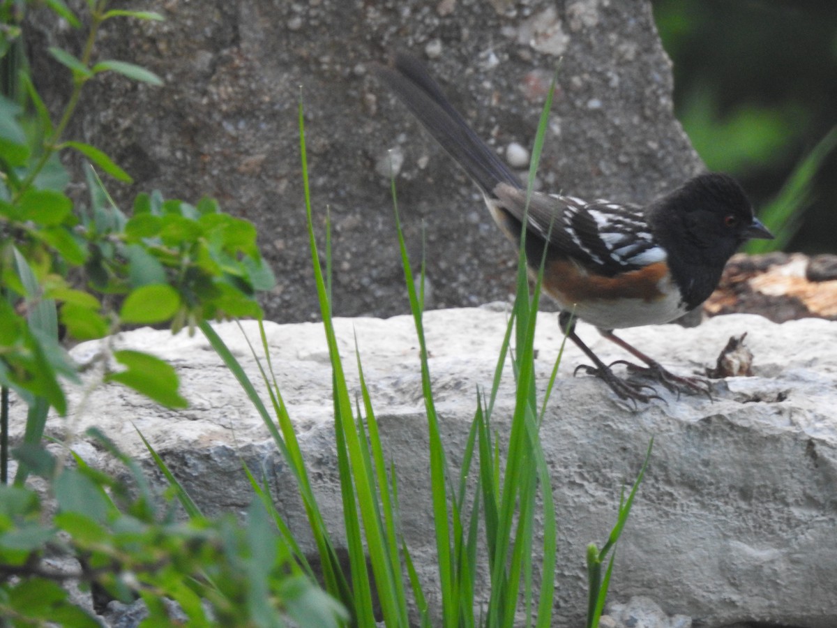 Spotted Towhee - ML621132294