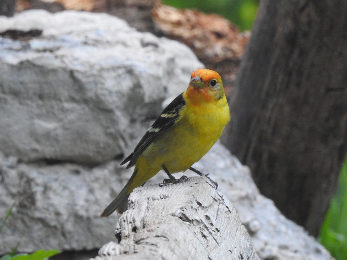 Western Tanager - ML621132307