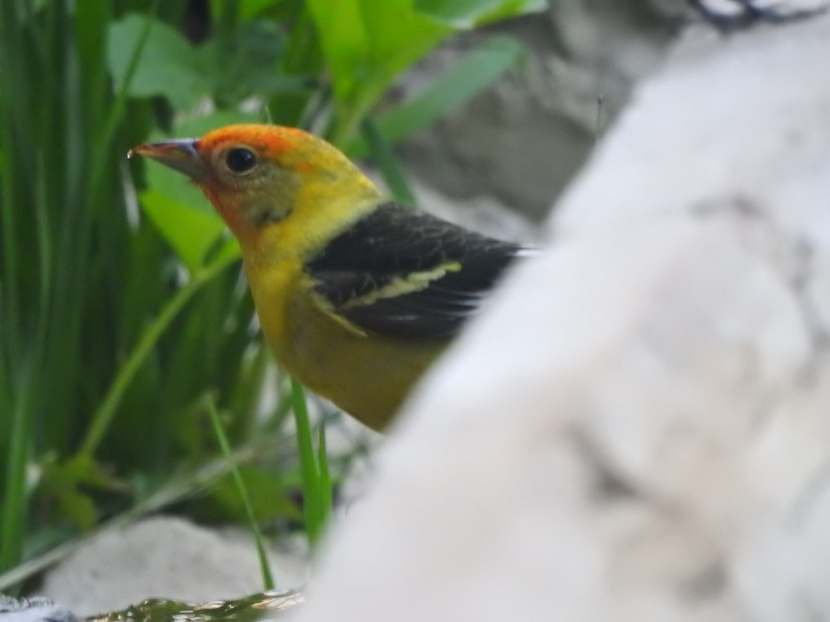Western Tanager - ML621132309