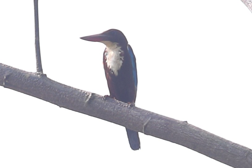 White-throated Kingfisher - ML621132347