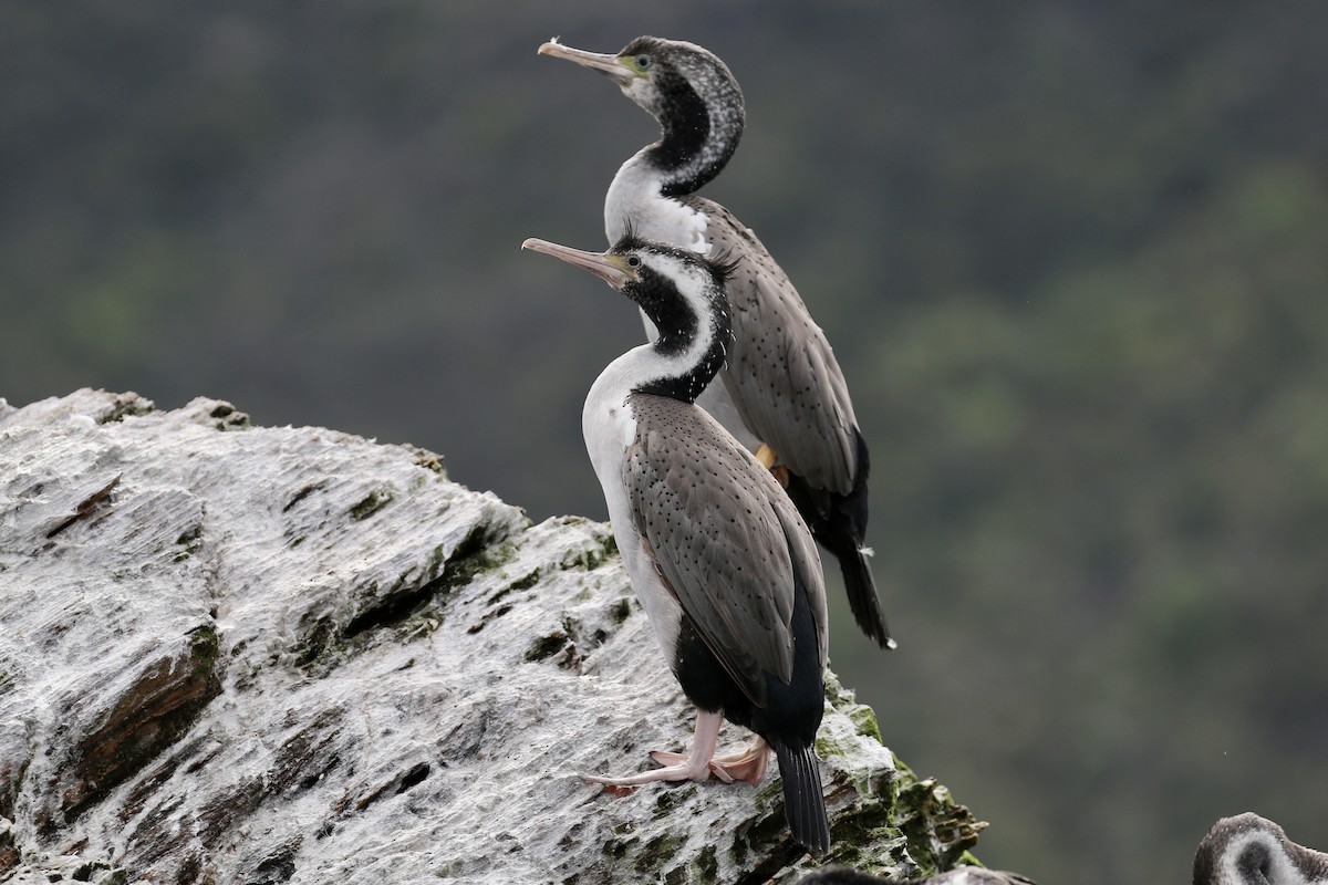 Spotted Shag - ML621132354