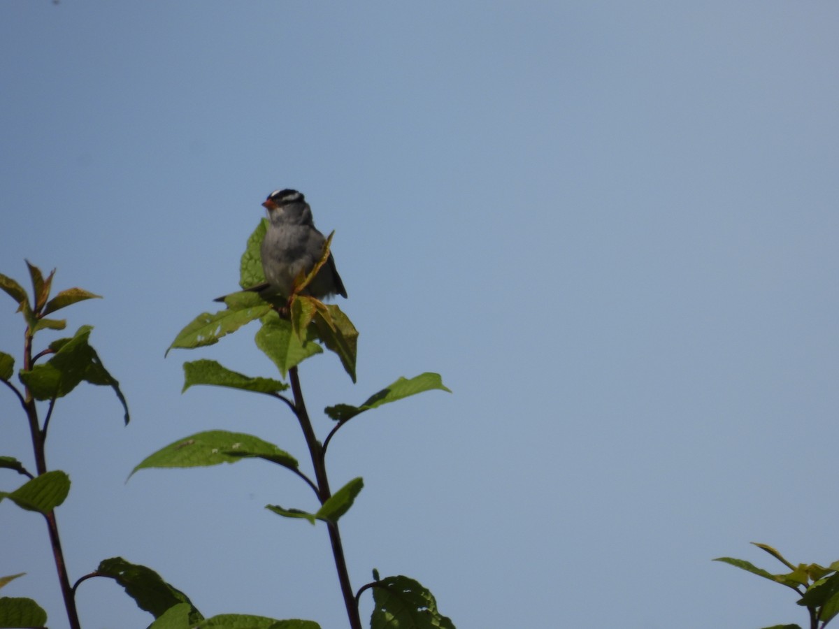 White-crowned Sparrow - ML621132371