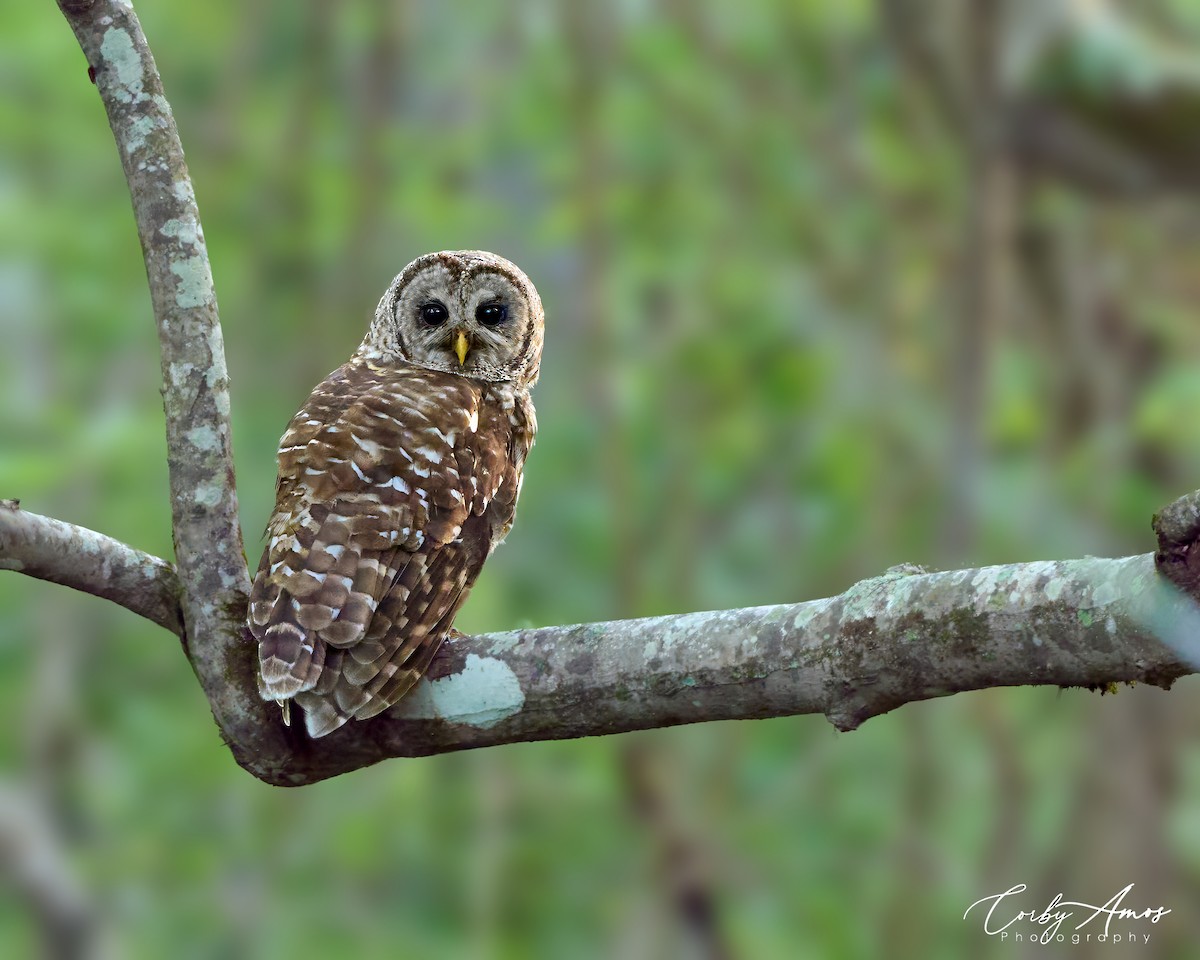 Barred Owl - Corby Amos