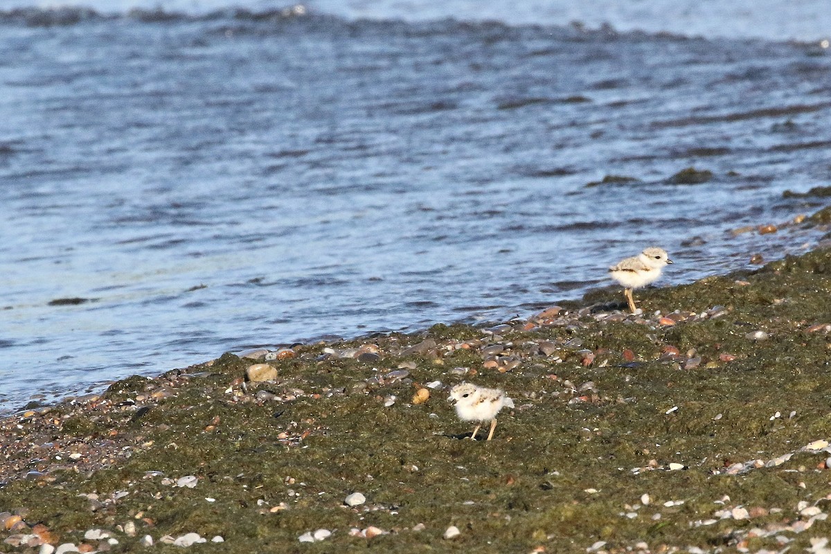 Piping Plover - ML621132383