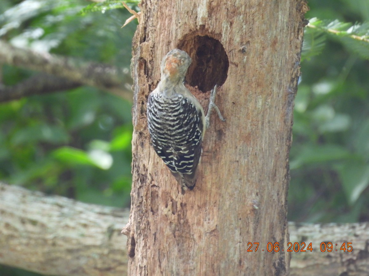 Red-crowned Woodpecker - ML621132389