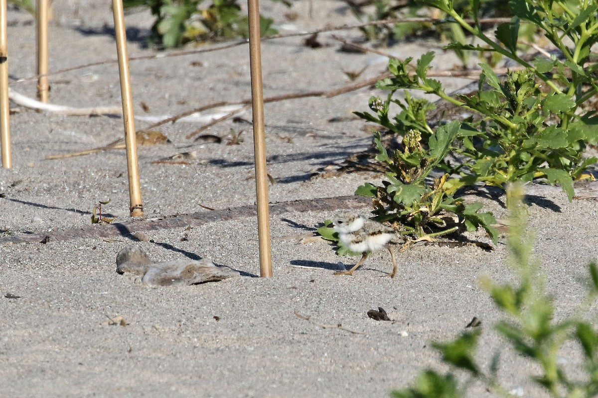 Piping Plover - ML621132410