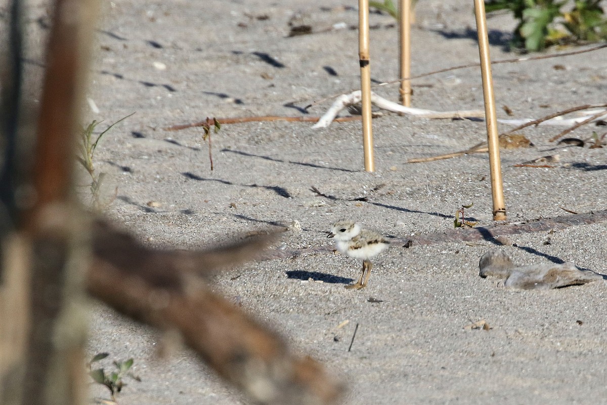 Piping Plover - ML621132411
