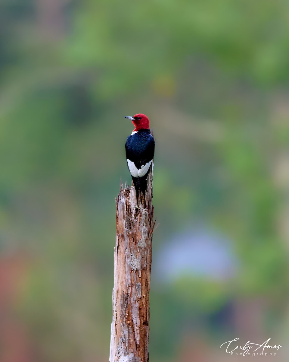 Red-headed Woodpecker - ML621132413
