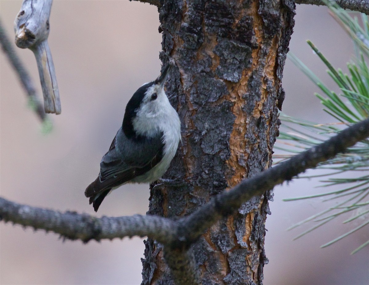 White-breasted Nuthatch - ML621132415