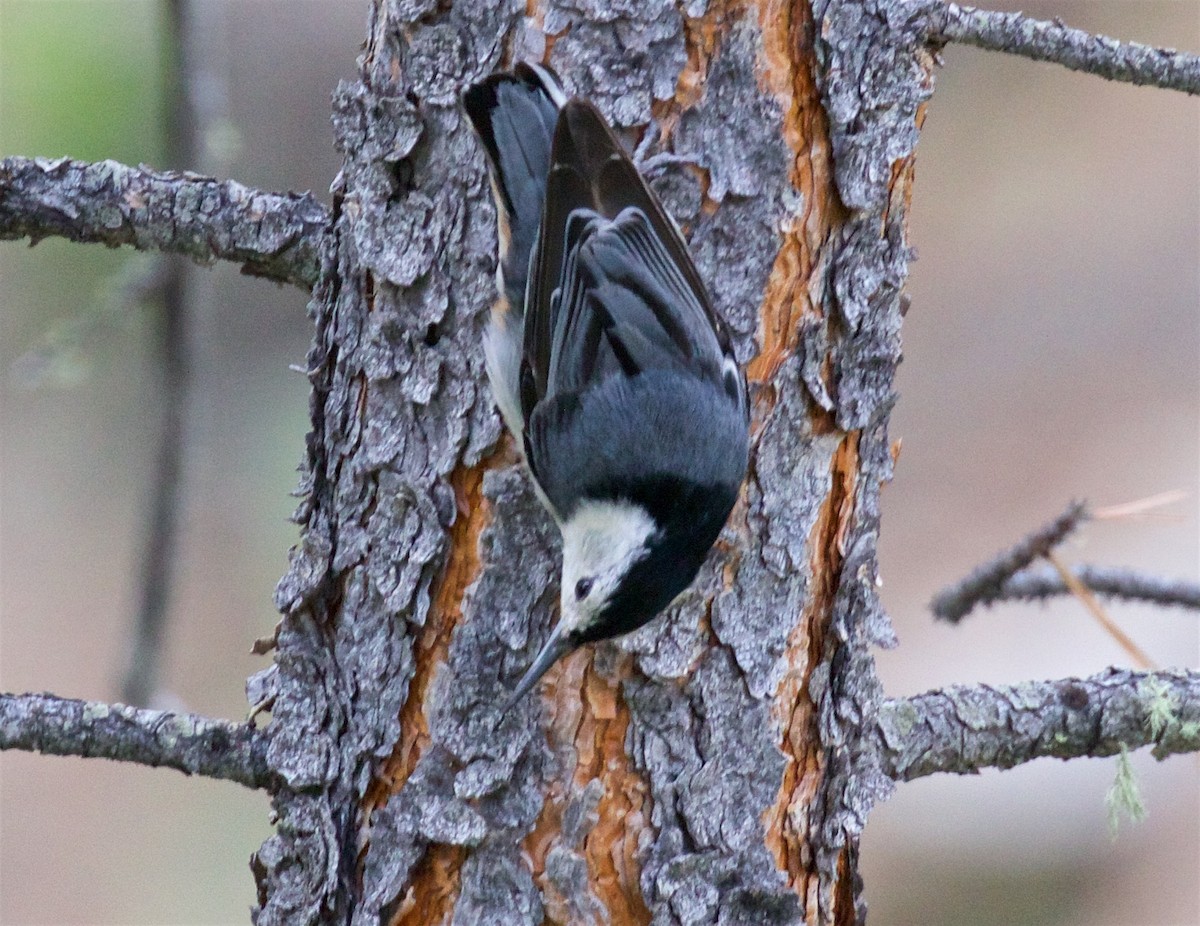 White-breasted Nuthatch - ML621132416