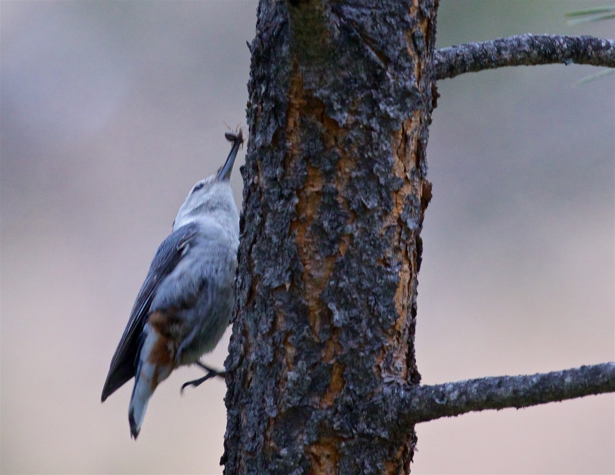 White-breasted Nuthatch - ML621132417