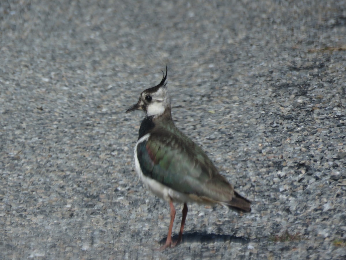 Northern Lapwing - ML621132433