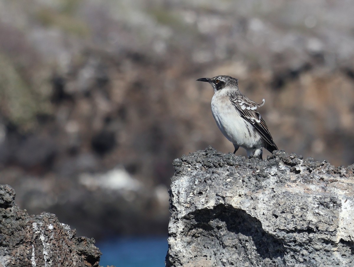 Galapagos Mockingbird - ML621132496