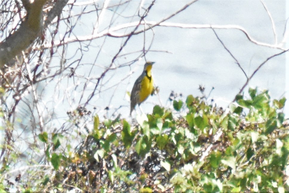 Eastern Meadowlark (Cuban) - ML621132504