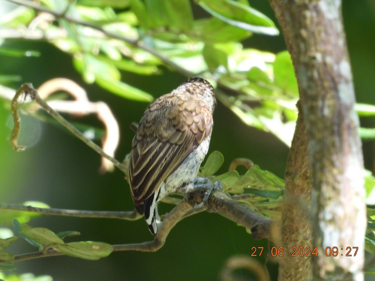 Scaled Piculet - ML621132505
