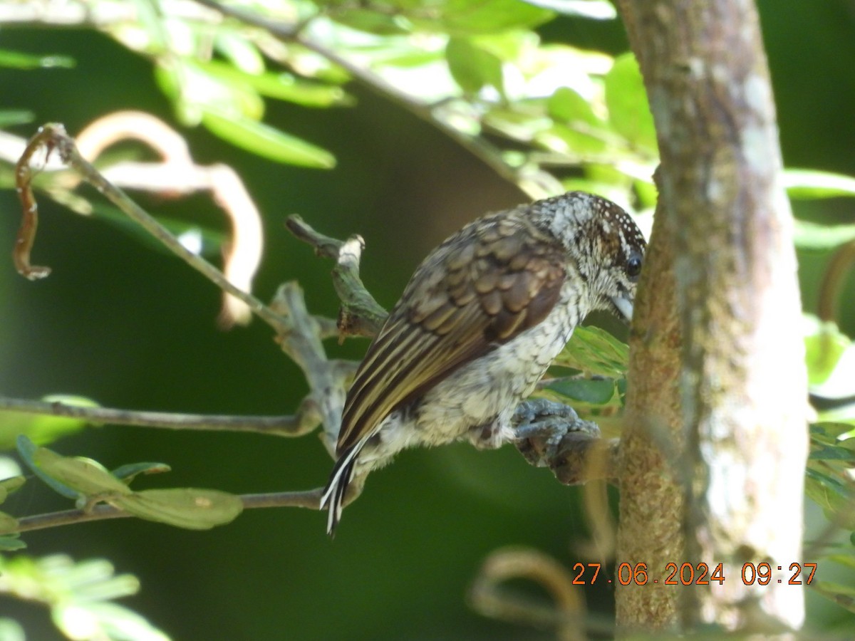Scaled Piculet - ML621132506