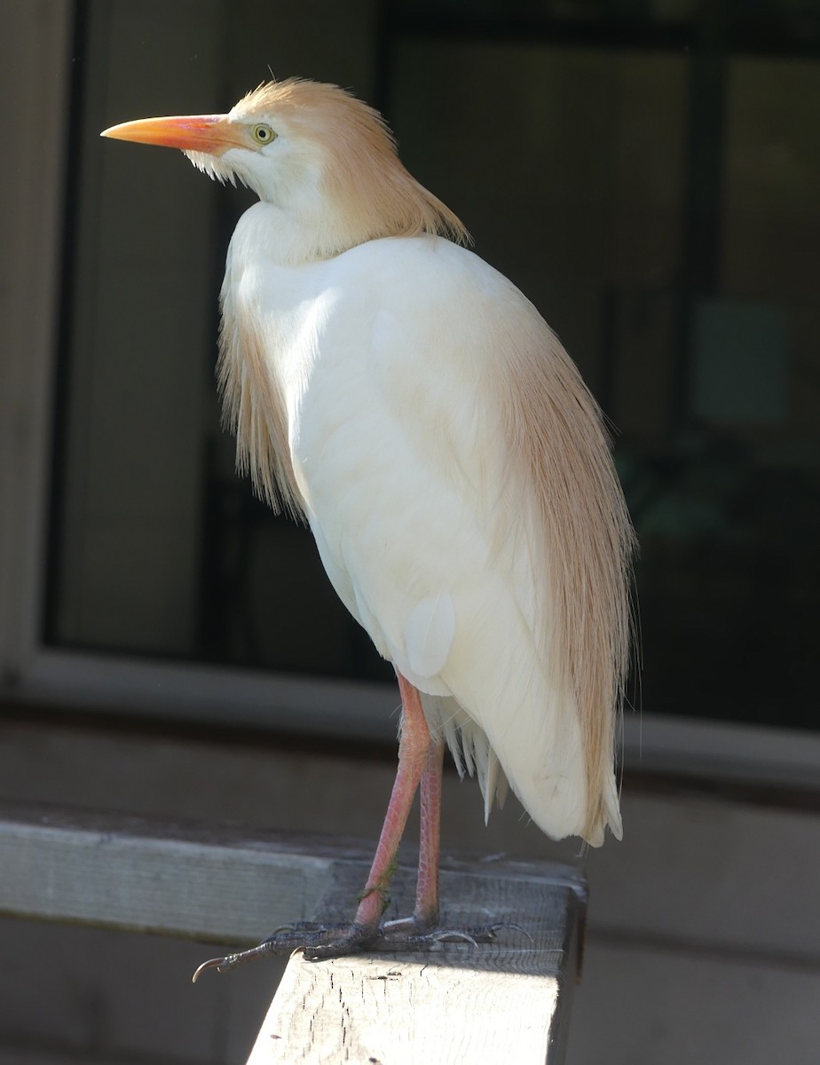 Чапля єгипетська (підвид ibis) - ML621132509