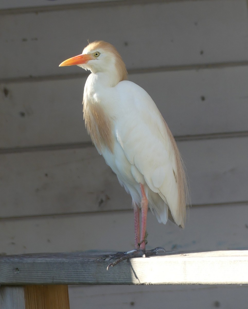 Чапля єгипетська (підвид ibis) - ML621132510