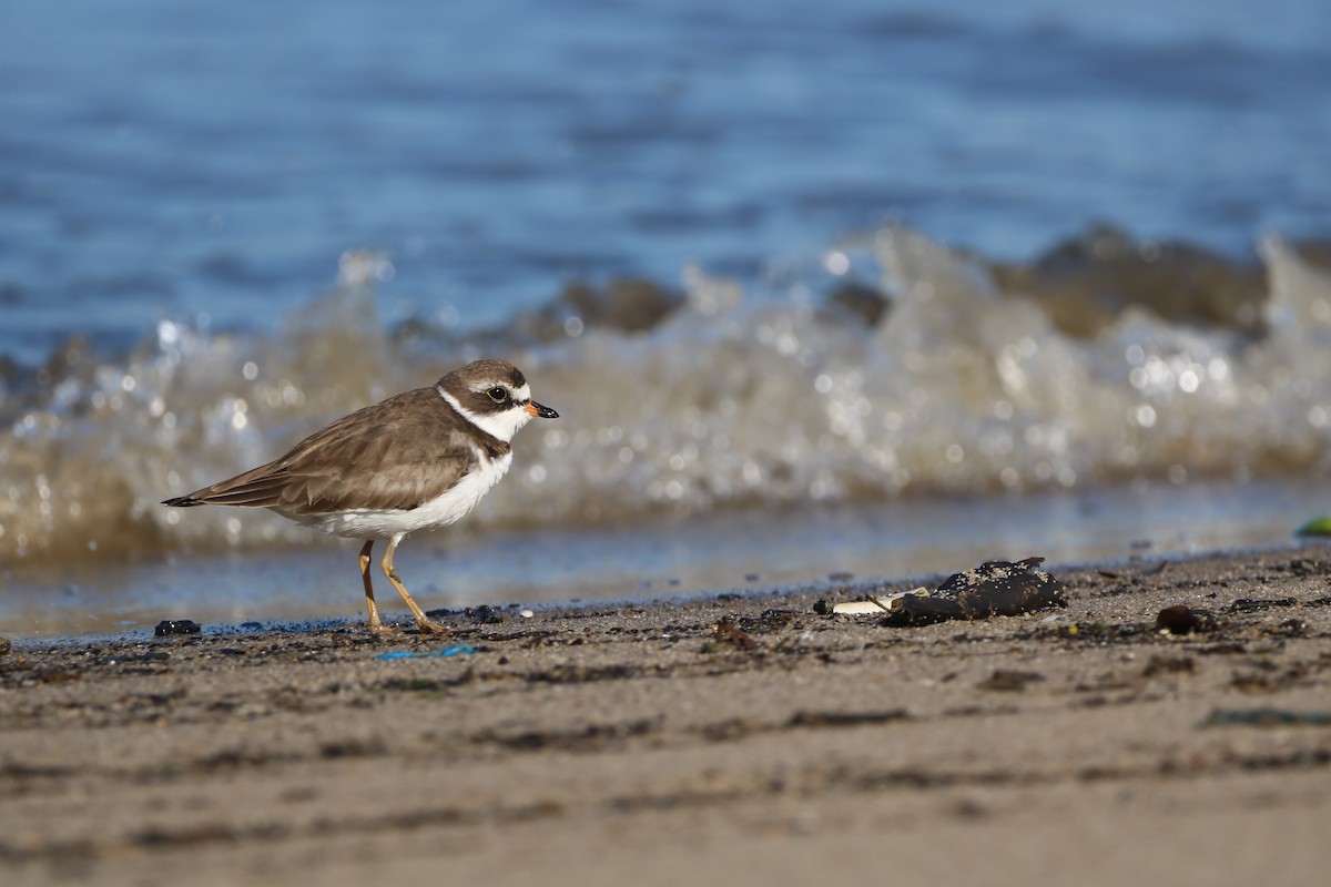 Semipalmated Plover - ML621132514