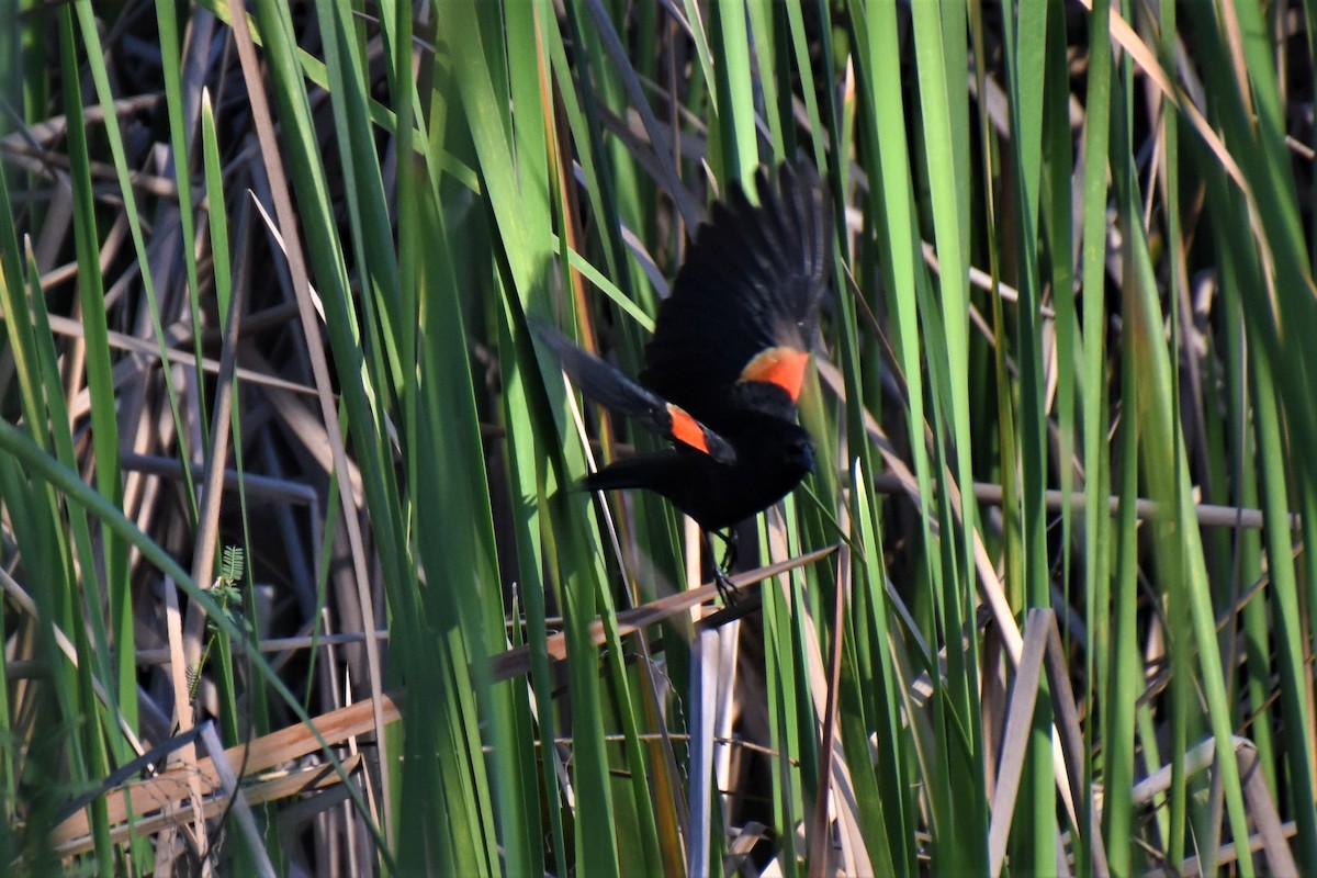 Red-shouldered Blackbird - ML621132517