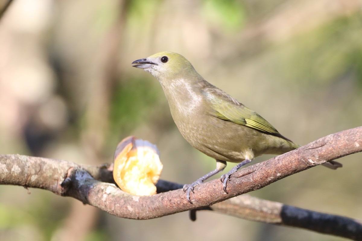 Palm Tanager - ML621132566