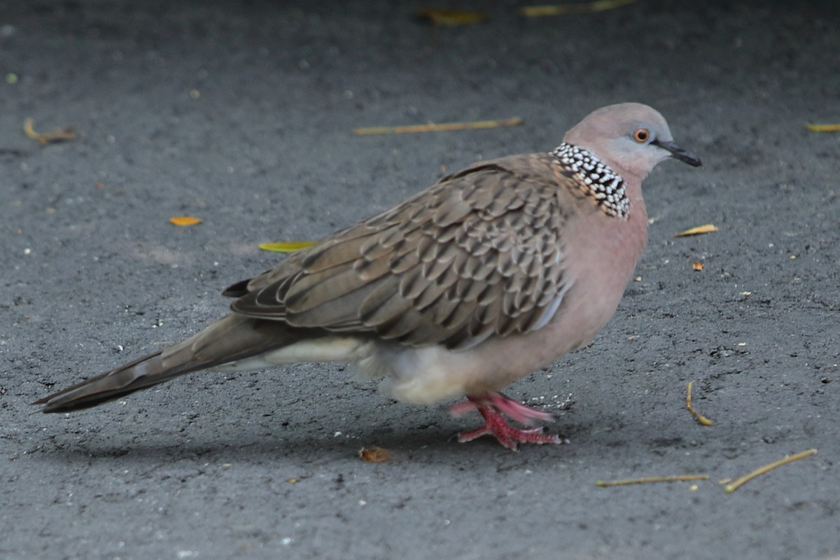 Spotted Dove - ML621132624