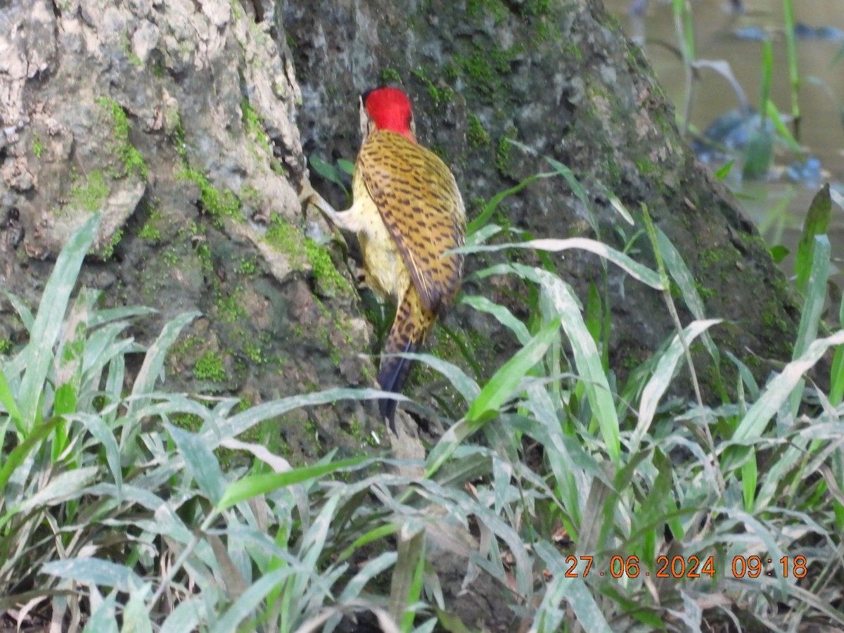 Spot-breasted Woodpecker - ML621132680