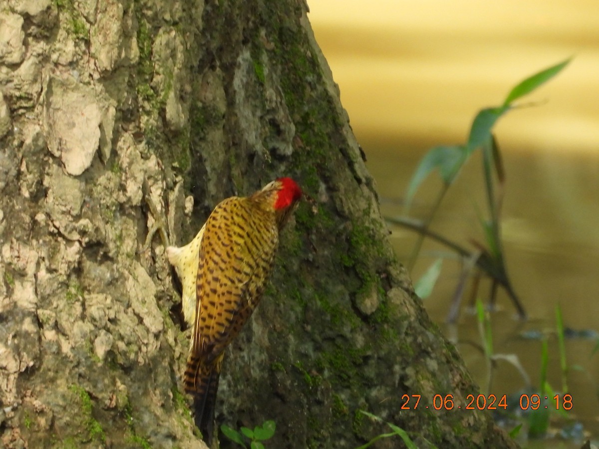 Spot-breasted Woodpecker - Cesar Lopez Bustamante