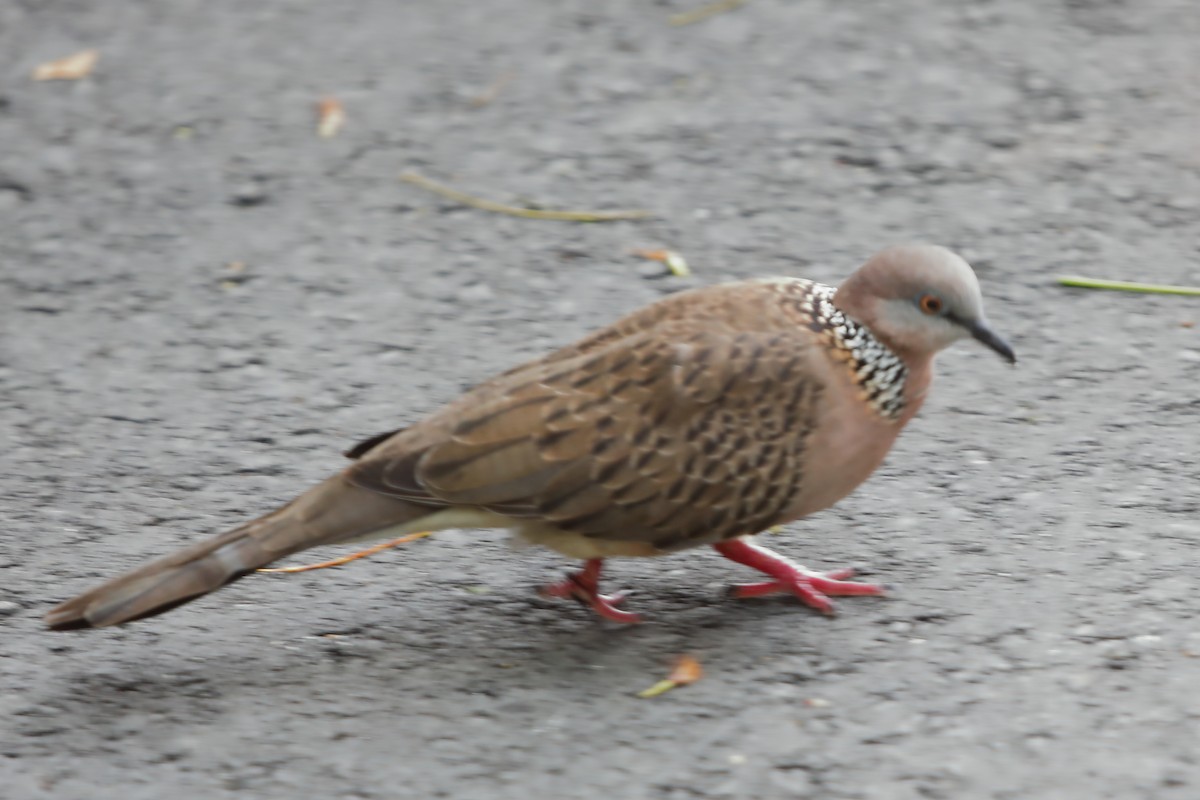 Spotted Dove - ML621132692