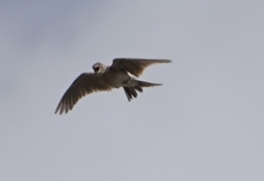 Eurasian Skylark - ML621132714