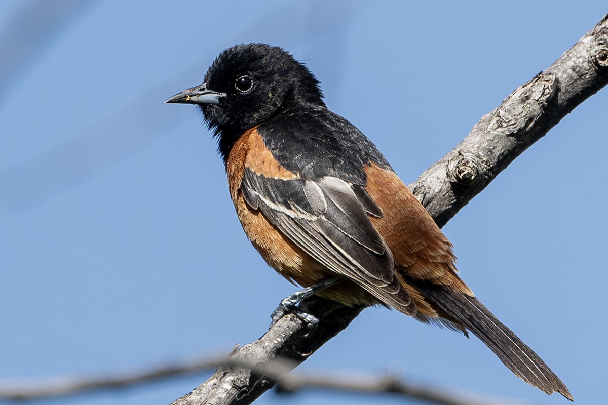 Orchard Oriole - ML621132744