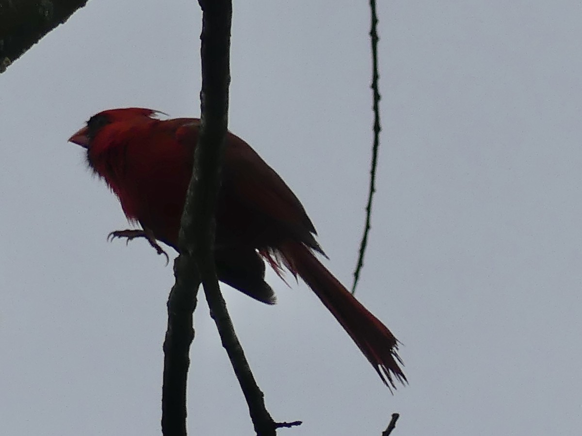 Cardinal rouge - ML621132822