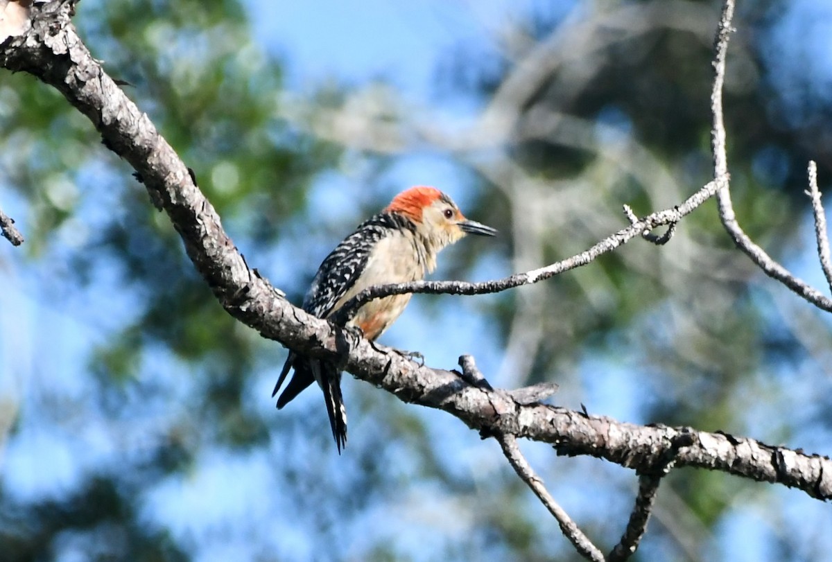 Red-bellied Woodpecker - ML621132855