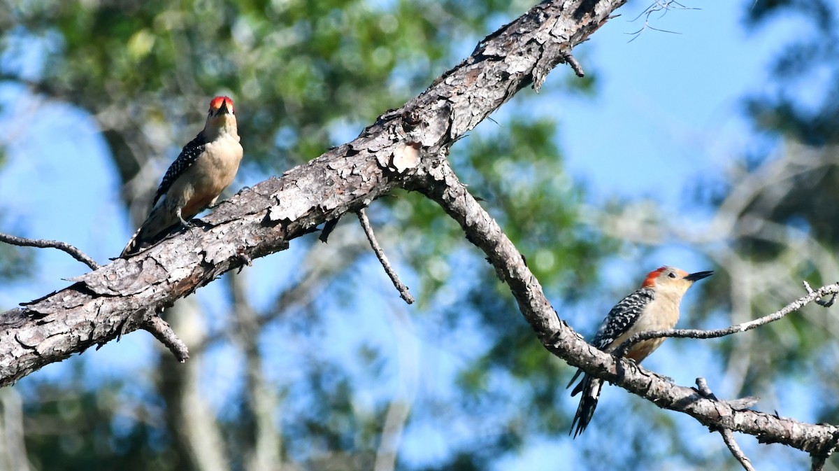 Red-bellied Woodpecker - ML621132856