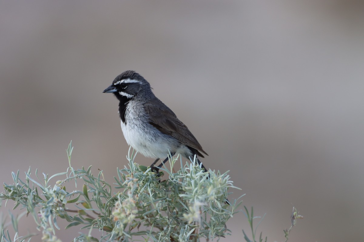 Black-throated Sparrow - ML621132891